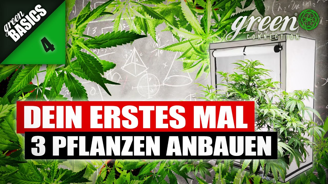 Growbox 120x60x180 🥦 | Das beste LED Komplettset, das günstigste Set, wie viele Pflanzen, Ertrag