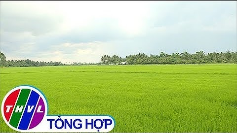 Chuỗi liên kết trong sản xuất lúa gạo