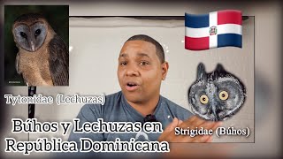 BUHOS Y LECHUZAS EN REPÚBLICA DOMINICANA- (Short-eared Owl) /DO