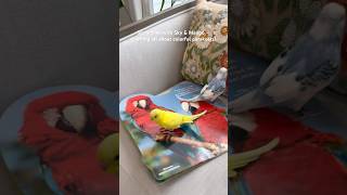 Story time with Sky &amp; Mango — learning all about colorful parakeets