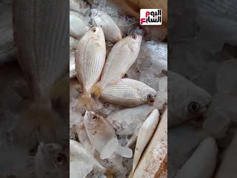 لاشيتا ب 50 والمرجان ب 70 وسجانا ب 80 جنيه تعرف على أسعار الأسماك