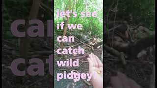 Catching Super Rare Pokemon 🐦 Pokémon Planet 🐦
