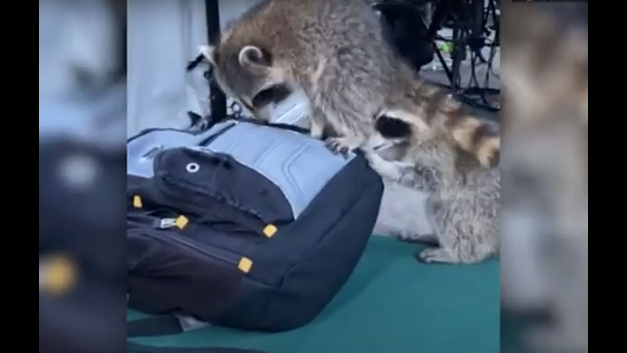 Raccoons invade white house - YouTube