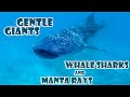 gentle Giants, South Ari Atoll - Maldives, Whale Sharks and Manta Rays