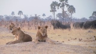 Hwange National Park, Zimbabwe