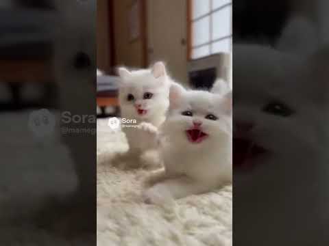 もふもふ白猫きょうだい/Fluffy White Kitten Siblings #子ネコ #kitten #kittenshorts