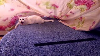 Кошка мешает стелить постель Кошка мешает стелить постель