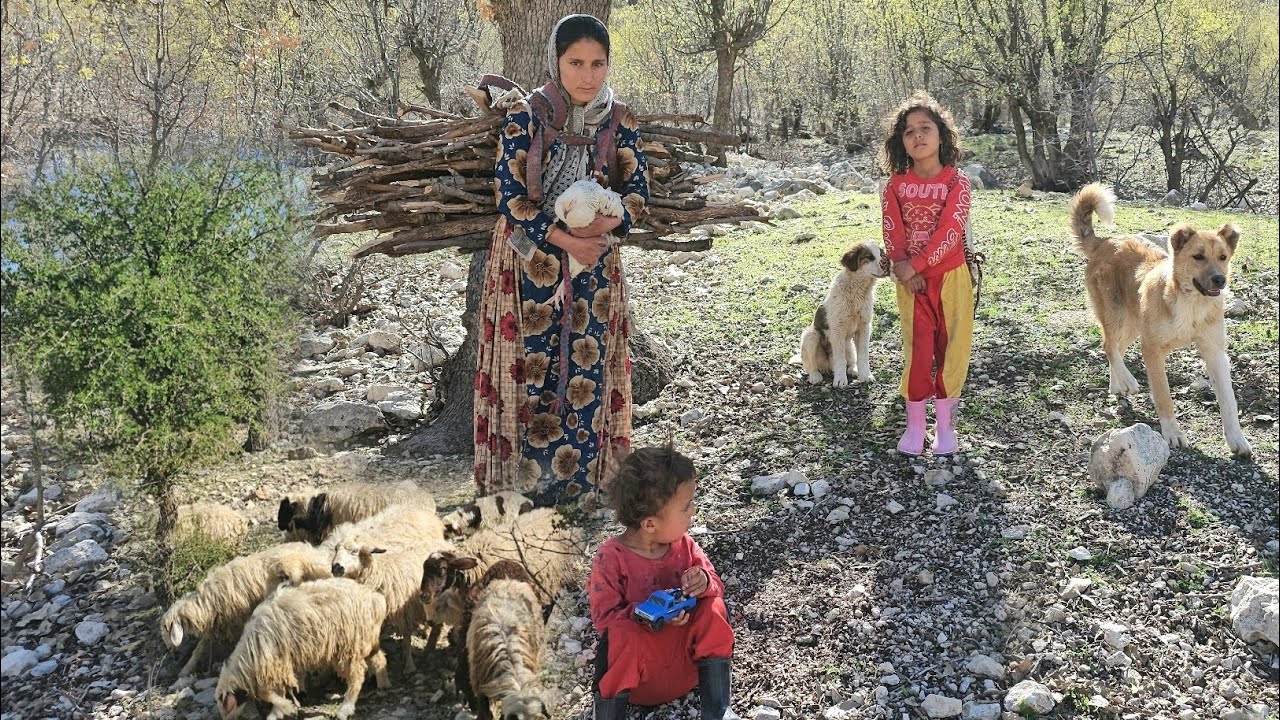 Nomadic life in the heart of nature Collecting firewood in the ...