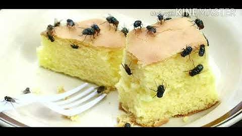 Std :1. Sub : E.V.S  Unit 3  : Ls.no 1 Our Food