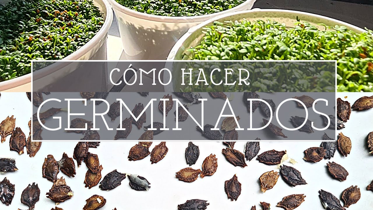 ¿Cómo hacer GERMINADOS? | Microgreens o brotes | PARTE 1 | Método simple y rápido