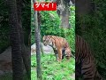【八木山動物園】ダマイ♀