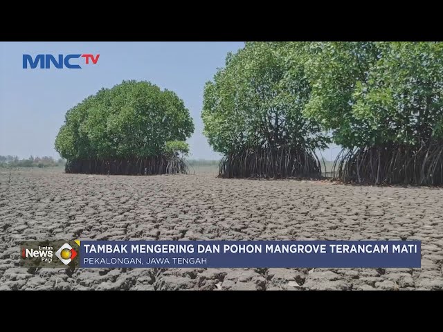 Dampak Kemarau Panjang, Tambak Mengering dan Pohon Mangrove Terancam Mati - LIP 29/09 class=