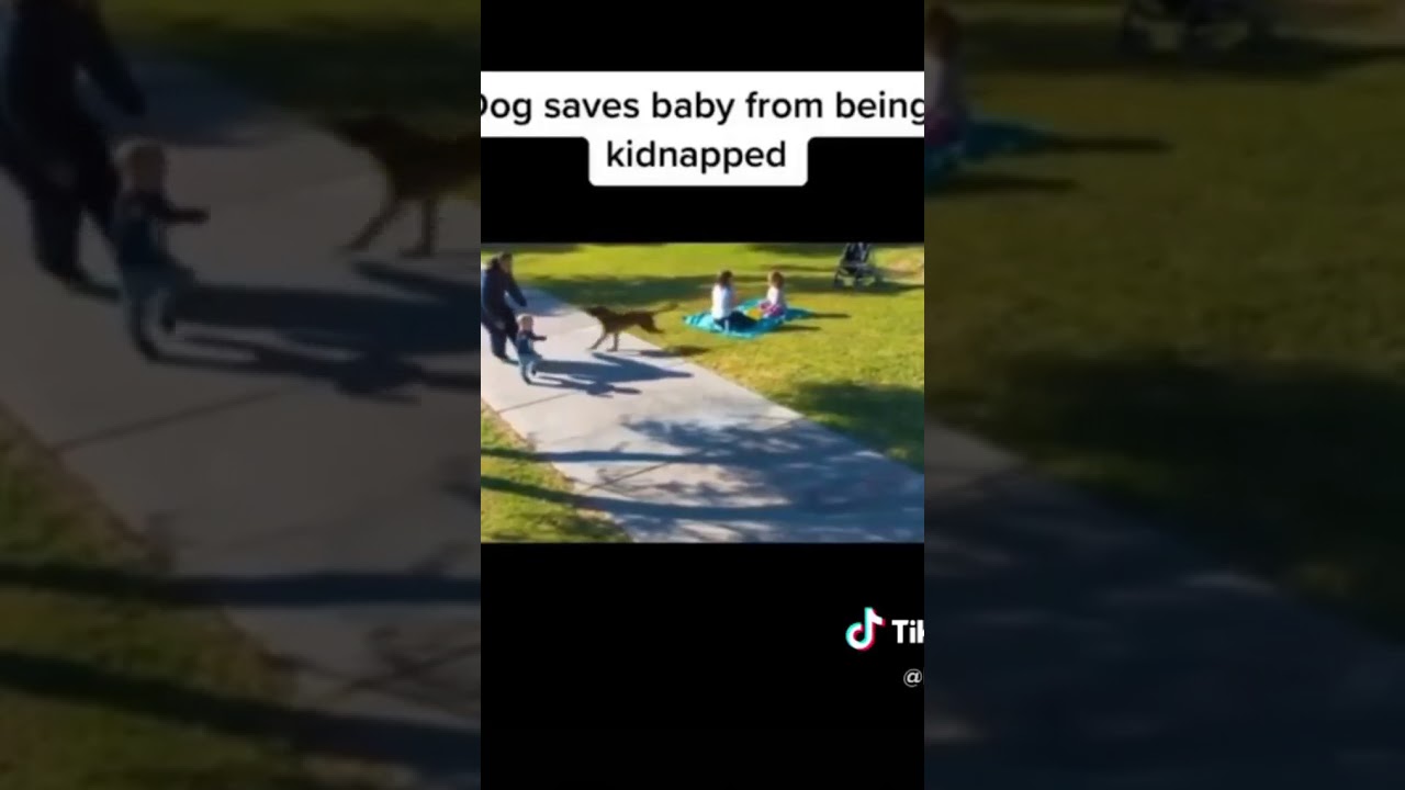 Dog saving a kid from getting kidnapped YouTube