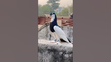 #duet #pawarholakhalidhobijatimere #onthisday #jiskeaanesemukammalhogayithizindagisong #kabootarb