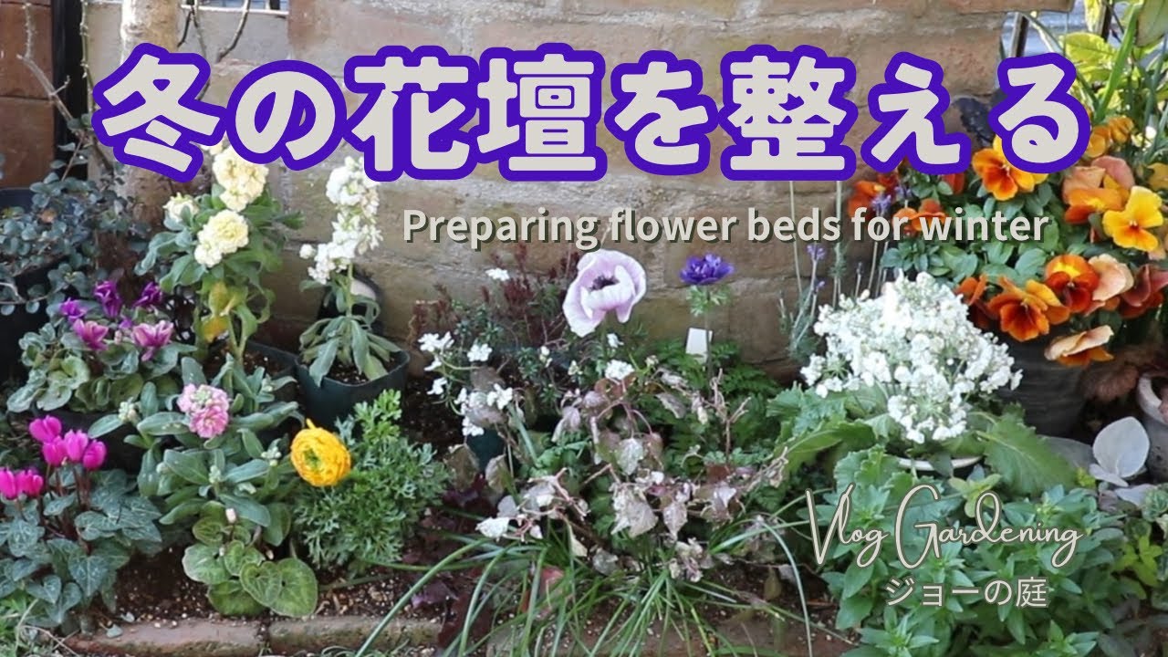 【Vlogガーデニング】冬の花壇を整える　1月・2月のお庭の様子