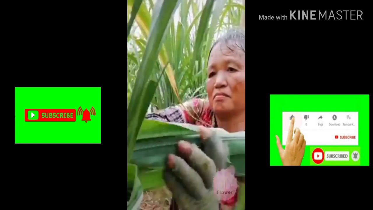 Cara menanam tebu yang benar dan hasilnya sungguh mengejutkan. 