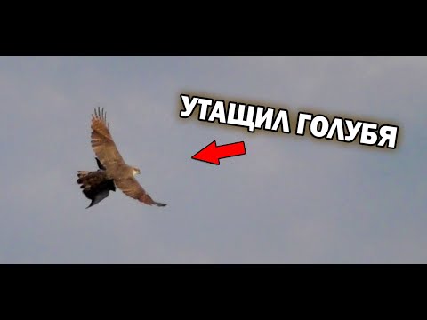 Видео: Нападет ли ястреб на голубя?