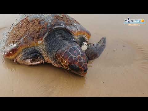 SALVATA DA SICURA MORTE UNA GROSSA TARTARUGA CARETTA CARETTA.
