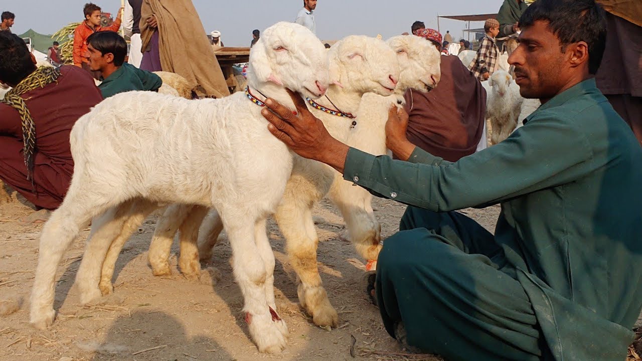 dera-ghazi-khan-mundre-chhatron-ki-mandi-kab-lagti-hai-2021-ke-video