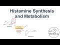 Histamine Synthesis and Metabolism Pathway