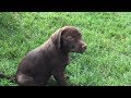 Chocolate Labrador Puppies Available At Terry Family Farm