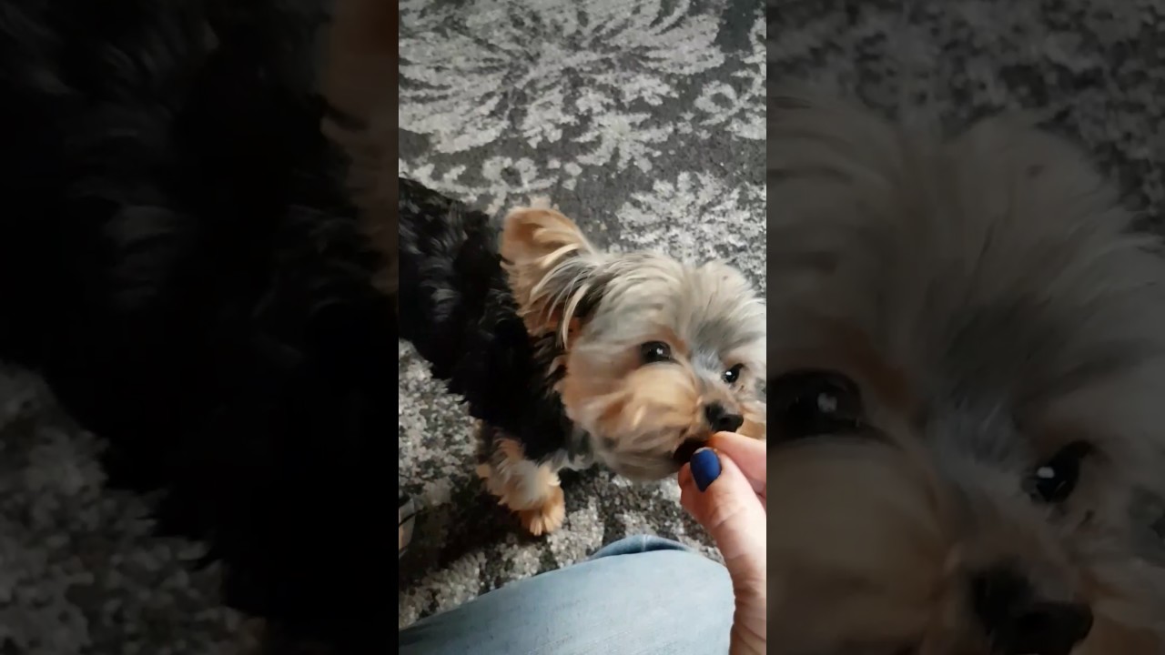 How Agent the teacup yorkie eats his puppy food - YouTube