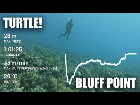 Big Turtle @ Bluff Point, Egypt