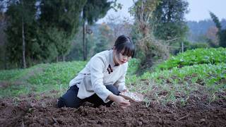 The Magic of Garlic! 大蒜的多重美味：葉/根莖/果實都可以做成不同的美食，蒜苗回鍋肉|醃糖蒜|蒜香雞腳......【二米炊煙】