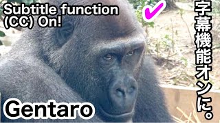 Report: What about fate of Gorilla Gentaro in the near future｜Momotaro family. Subtitle function ON!