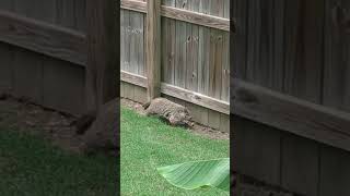 Groundhog Visits the Backyard | #wildlife #cute #groundhog #cuteanimals