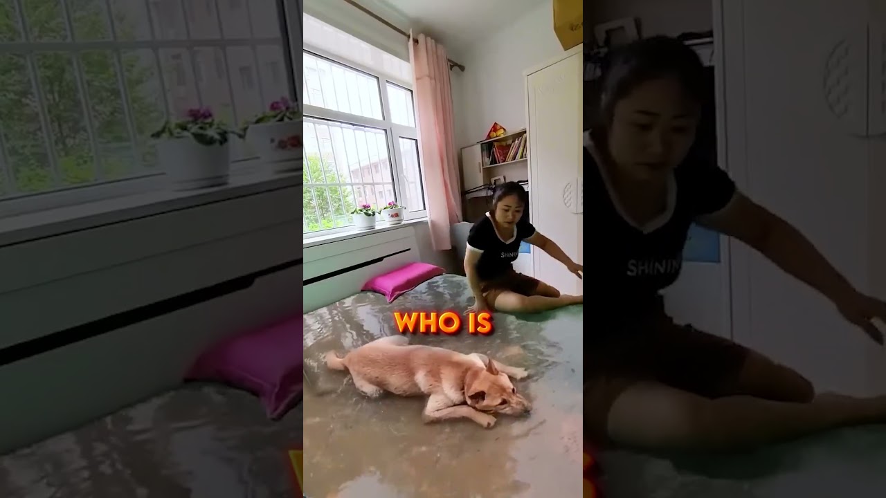 A Dog Is Sleeping In My Bed! 🐶🛏️😂