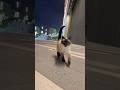 #foryou #funny #cat #shortvideo #yutube