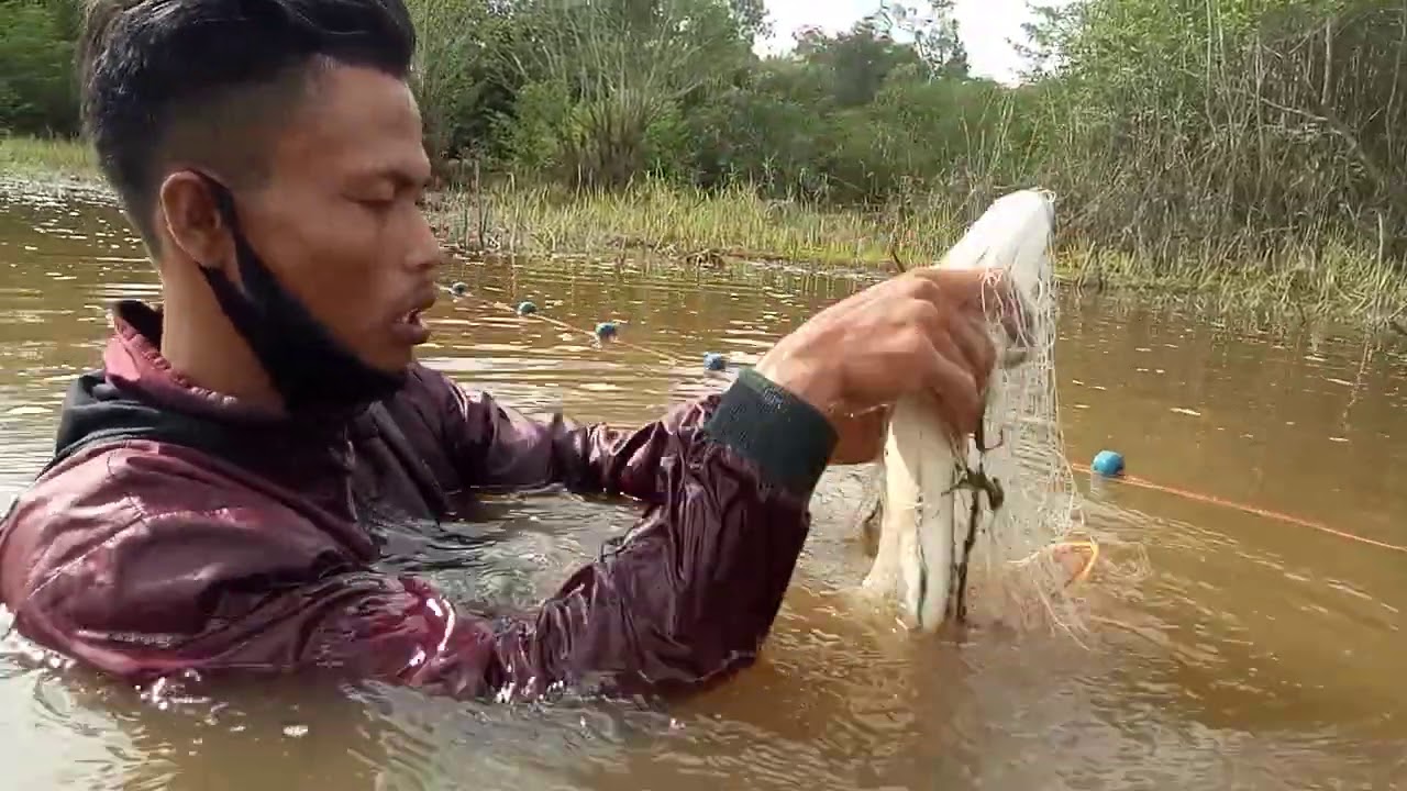Keseruan mencari ikan kerandang & toman khas kalimantan(6 ...
