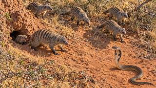 Dance of Death: 30 Mongooses vs a Spitting Cobra | 4K Wildlife Documentary