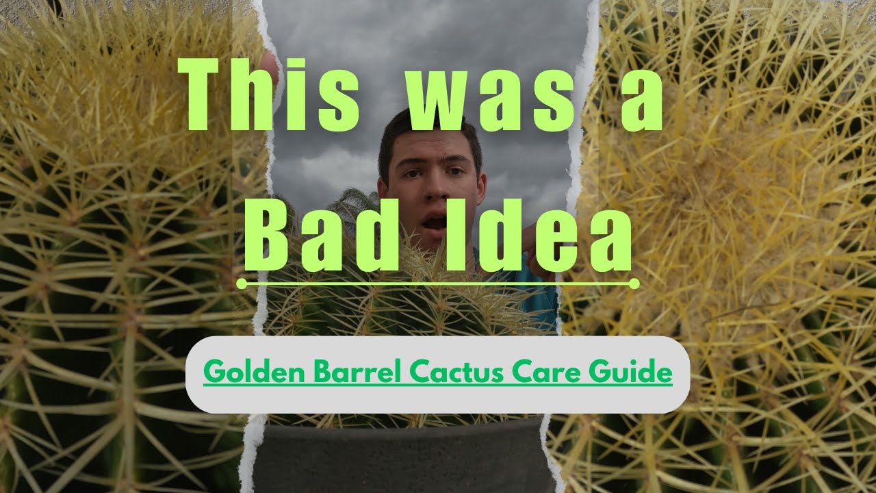 Golden Barrel Cactus Spine Demonstration + Care Guide!