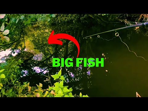 Fishing The River Tas Norfolk UK For Chub Roach Trout  (swims unfished for years)