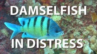 Damselfish in Distress | UnderH2O | PBS Digital Studios