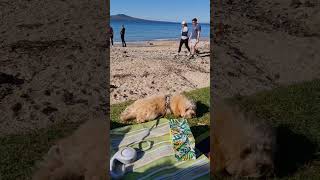 sunbathing #cavoodle #puppy #dog