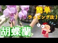 【胡蝶蘭】ラッピングの方法をご紹介！！同じことを４回するだけでできます。