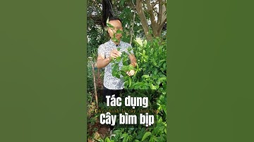 Cây Bìm Bịp – Cứu cánh cho người đau nhức xương khớp, nhưng đừng dại dùng nếu chưa biết điều này!