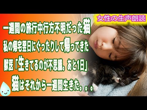 【朗読】一週間の旅行中行方不明だった猫 私の帰宅翌日にぐったりして帰ってきた 獣医「生きてるのが不思議。あと1日」 猫はそれから一週間生きた。。。  　【泣ける話　感動する話　猫】
