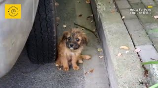 Puppy dragging stumpy leg to stray has heartbreaking reaction to food