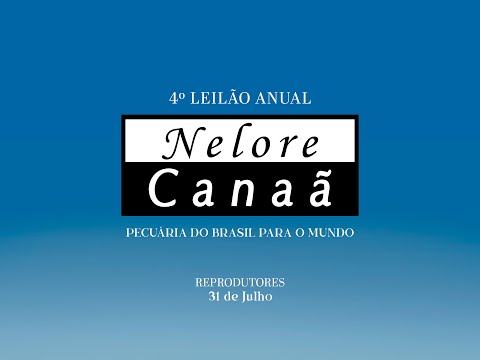 Lote 99   Hooters FIV AL Canaã   NFHC 1353 Copy