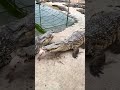 Swamp shadows rule 🐊 #Crocodile #WildLife #Predator
