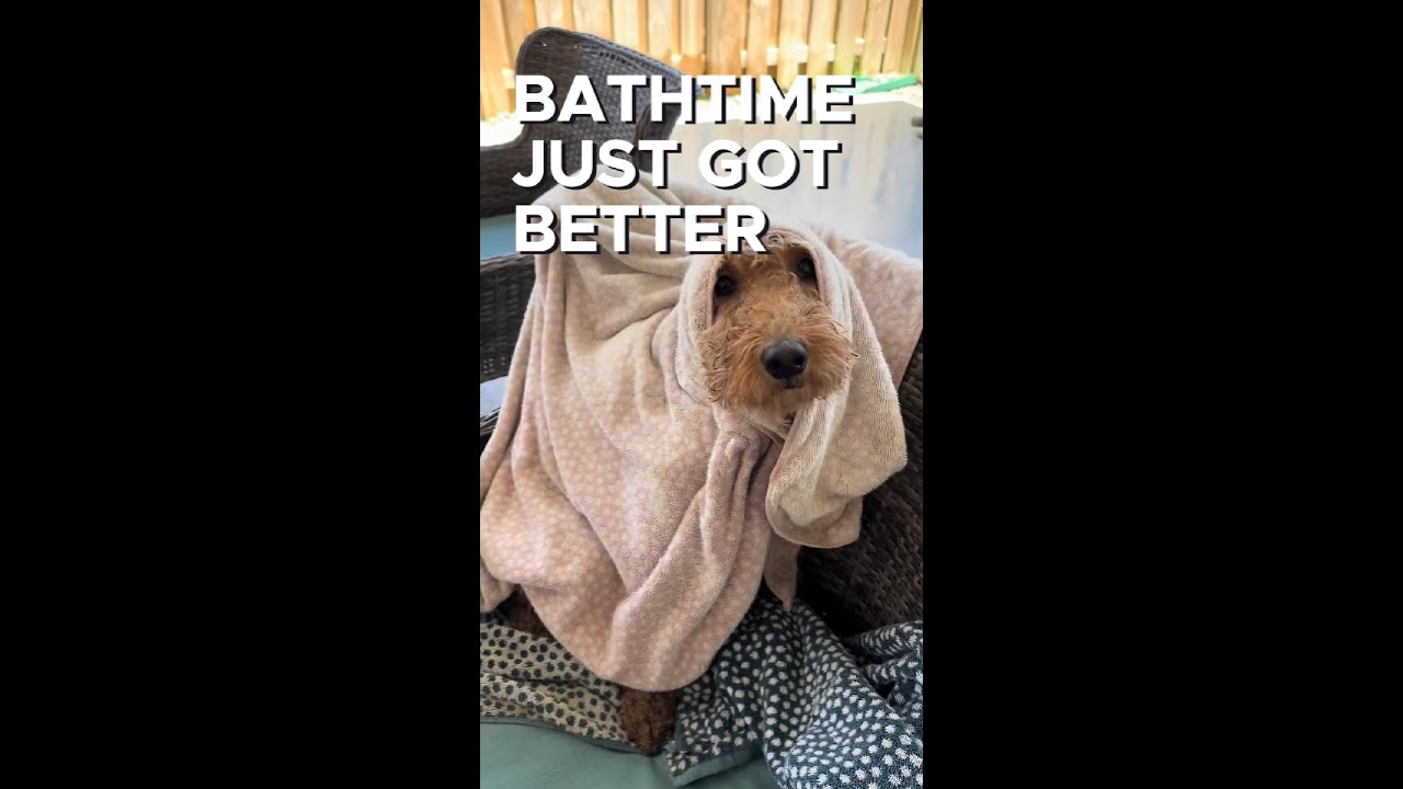 Your dog deserves a spa day too… and We Love Doodles Dog Shampoo delivers the 5-star treatment .