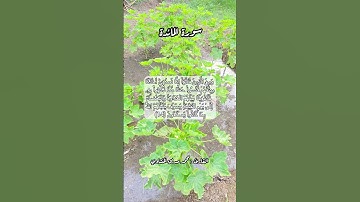 سورة المائدة ١٤ #قرآن_كريم #قرآن #اكسبلور #quran #قران #قران_كريم #قرأن