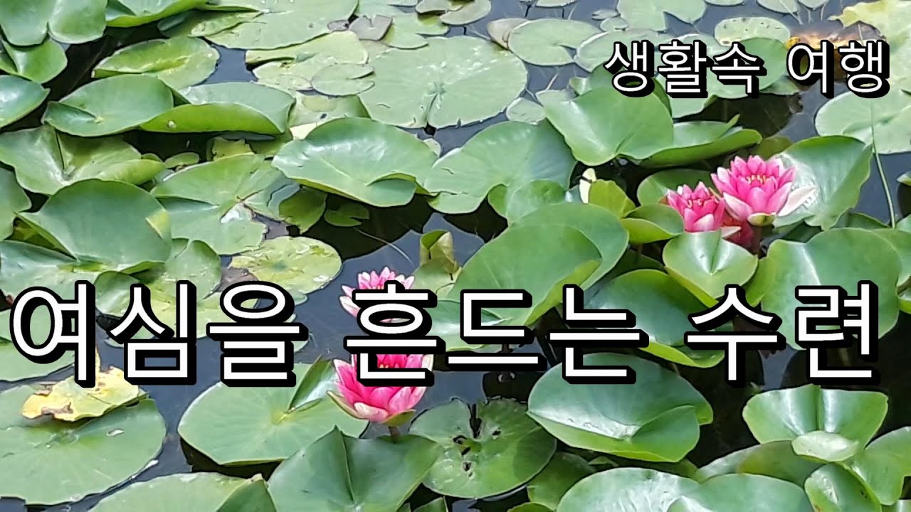 왕송호수의 수련꽃, 수련명소, 수생식물, 왕송호수 아침 산책길, 산책길 따라 수련감상하기, 잔잔한 바람, 여심을 잡는 수련의 ...
