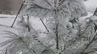 Pinus ayacahuite borovice mexická