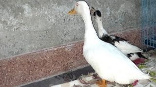 Duck Ki Herkerta Boht Kerab Hogiday 232