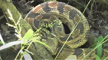Timber Rattler in the Louisiana Swamp, Bobcat, Coyote, Gator and More!